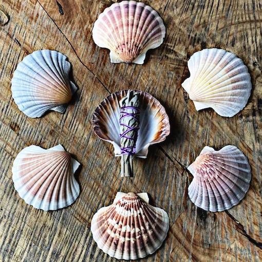 Scallop Smudging Shell x 1